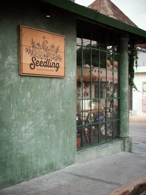 Seedling at Seedling in Tulum