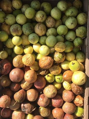 Yellow and purple Passionfruit  at Vegan Farmacy in Fort Pierce