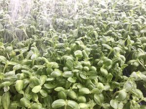 Watering my babies....Sunflower spouts ready tomorrow...Feel the Life Force at Vegan Farmacy in Fort Pierce