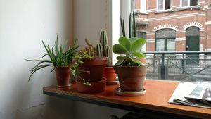 Plants at Barbiet in Ghent