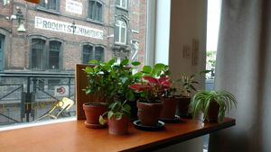 Plant corner at Barbiet in Ghent