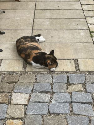 Cat ❤️ at Fryends in Brno