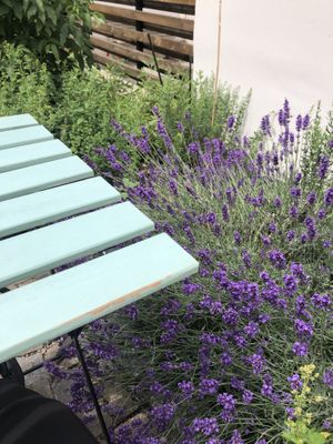 Garden surrounded by herbs   at Fryends in Brno
