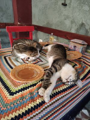 Cats hanging out at Cafe Naftalin K in Istanbul