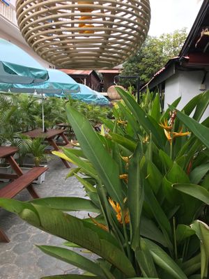 Beer garden during the day at Moringa in Siem Reap