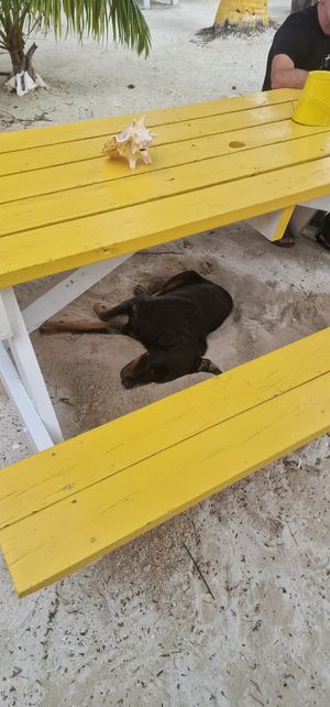 Dog under table at Ice and Beans Cafe in Caye Caulker
