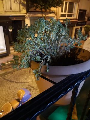 🙄 at VegaNarsist - Nişantaşı in Istanbul