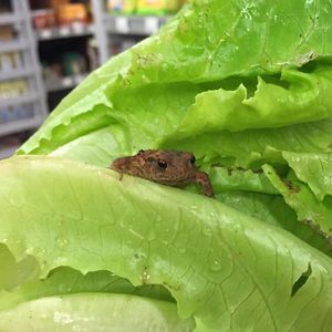 La Capra Rampante at La Capra Rampante - Via Donatello in Rome