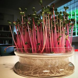 La Capra Rampante at La Capra Rampante - Via Donatello in Rome