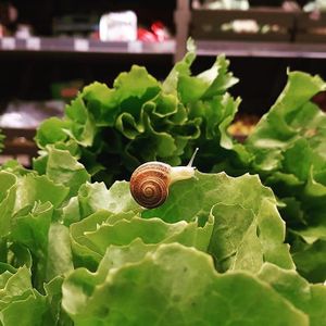 La Capra Rampante at La Capra Rampante - Porta Castello in Rome