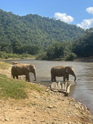   at Elephant Nature Park in Chiang Mai