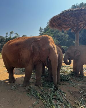   at Elephant Nature Park in Chiang Mai