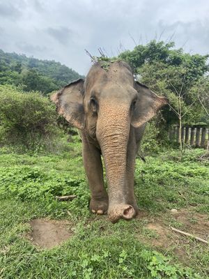   at Elephant Nature Park in Chiang Mai