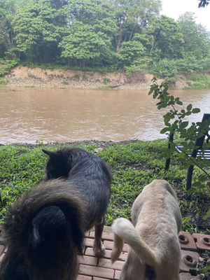 Happy Doggos  at Elephant Nature Park in Chiang Mai