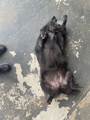   at Elephant Nature Park in Chiang Mai