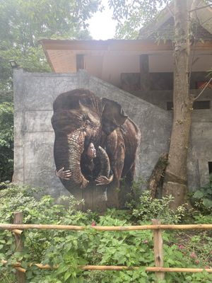   at Elephant Nature Park in Chiang Mai