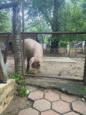   at Elephant Nature Park in Chiang Mai