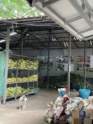 The elephant kitchen at Elephant Nature Park, where food for the elephants is preparedd  at Elephant Nature Park in Chiang Mai
