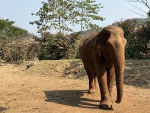 Elefante  at Elephant Nature Park in Chiang Mai