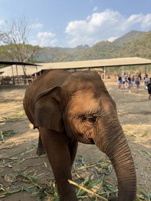 Lil elephant  at Elephant Nature Park in Chiang Mai