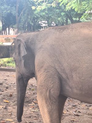  at Elephant Nature Park in Chiang Mai