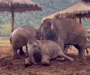 Baby elephants at Elephant Nature Park in Chiang Mai