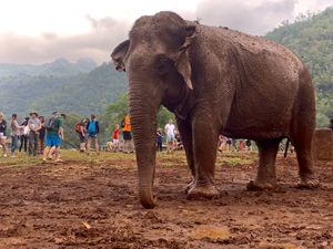 Ethical recovery of rescued Elephants that were used in logging camps or riding camps at Elephant Nature Park in Chiang Mai