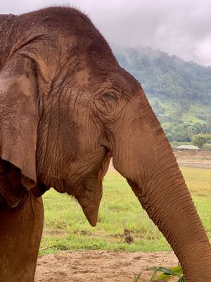 Ethical recovery of rescued Elephants that were used in logging camps or riding camps at Elephant Nature Park in Chiang Mai