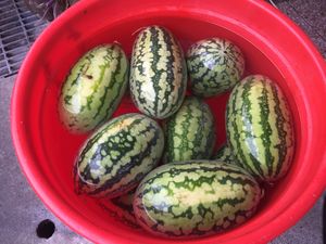 Watermelon  at Happy Green - Tainan Wei Le Lu in Tainan