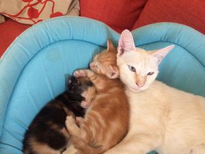 Luce e i suoi cuccioli at Un Tempo Per Te - Vegan B&B in Dro