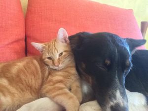 Luna e Red at Un Tempo Per Te - Vegan B&B in Dro