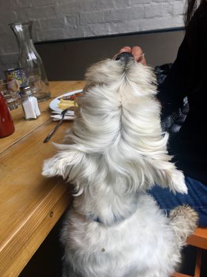 Animal friendly  at The Handle Bar in Oxford