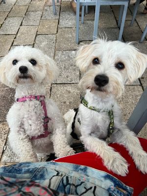 Dog friendly  at Wagamama in Plymouth