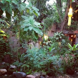 garden at TianZi Tea House and Garden in Chiang Mai