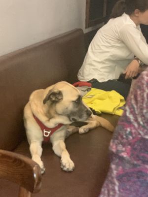 Dogs welcome inside!   at Like An Elephant in Lyon