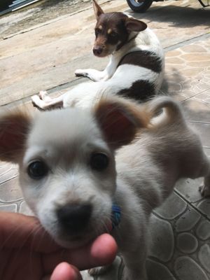 Leo and Tofu 😍 at Brew and Breakfast in Da Lat
