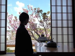 You can see cherry blossoms 
during a meal. at Kisaki Yudoufu in Kyoto
