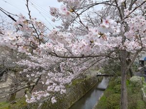 "SAKURA" cherry blossoms at Kisaki Yudoufu in Kyoto