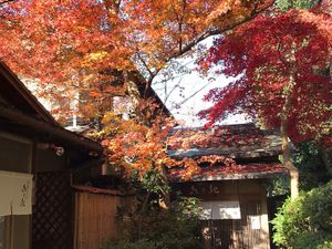 "MOMIJI" autumn leaves at Kisaki Yudoufu in Kyoto