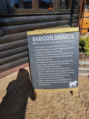  at Vegan Goods Market in Cape Town