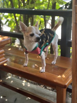 Dog friendly :’)  at Phonheuang Cafe in Luang Prabang
