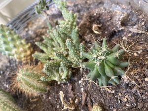 plantz   at Peas in Athens