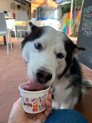 Dog ice cream too! at Heladeria Keene's in Panama City