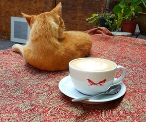 Friendly cat and dog, only one on the table haha at OKO - Cultural Melting Point in Amsterdam