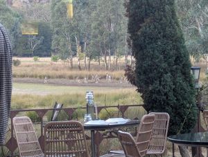 Kangaroos just outside at Spirit of Punjab in Halls Gap
