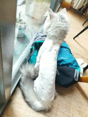 Cat from the owner at Quan Am in Ho Chi Minh City