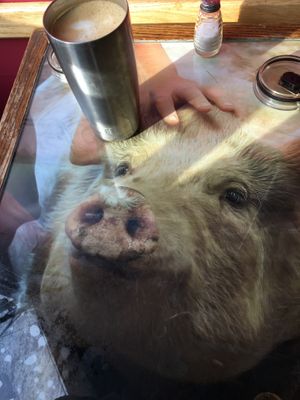 Pig table!  at Karma Road Organic Cafe in New Paltz