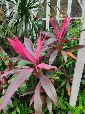  at Away Chiang Mai Thapae Resort in Chiang Mai