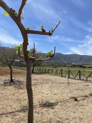 Taverna Kalyva, Potamos Beach, Crete, Greece  at Taverna Kalyva in Crete