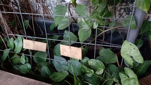 little signs telling you which plants these are at La Recyclerie in Paris